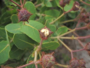 Angophora hispida buds