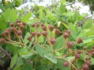 Angophora hispida buds