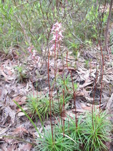 Stylidium productum tufted plant shape