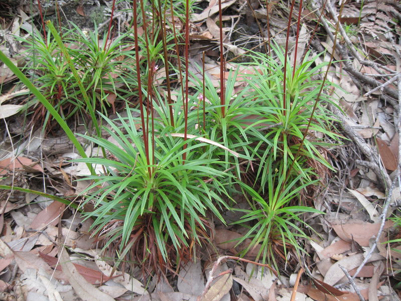 Stylidium productum tufted plant shape