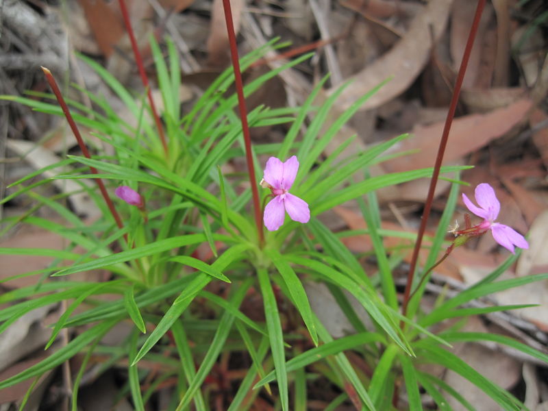 Stylidium productum leaves