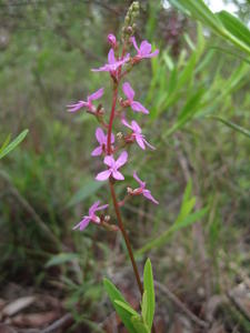 Stylidium productum flower spike