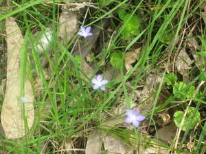 Wahlenbergia communis habit