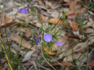 Hybanthus monopetalus flower