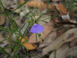 Hybanthus monopetalus flower