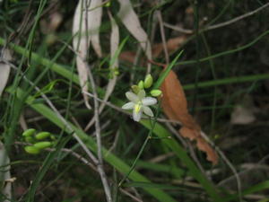 Geitonoplesium cymosum flower