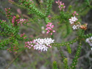 Epacris microphylla pinkish flower