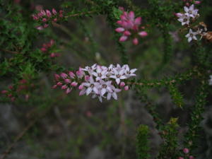 Epacris microphylla pinkish flower
