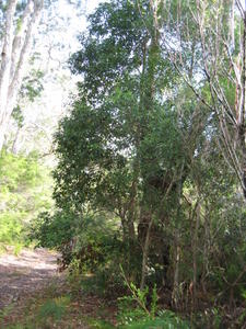 Endiandra sieberi tree shape