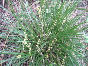 Lomandra brevis tufted plant shape