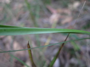 Lomandra brevis leaf