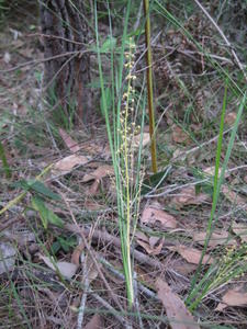 Lomandra brevis sprawling plant shape