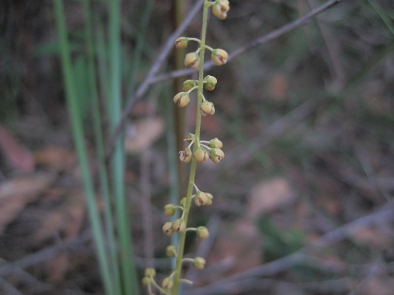 Lomandra brevis flowers