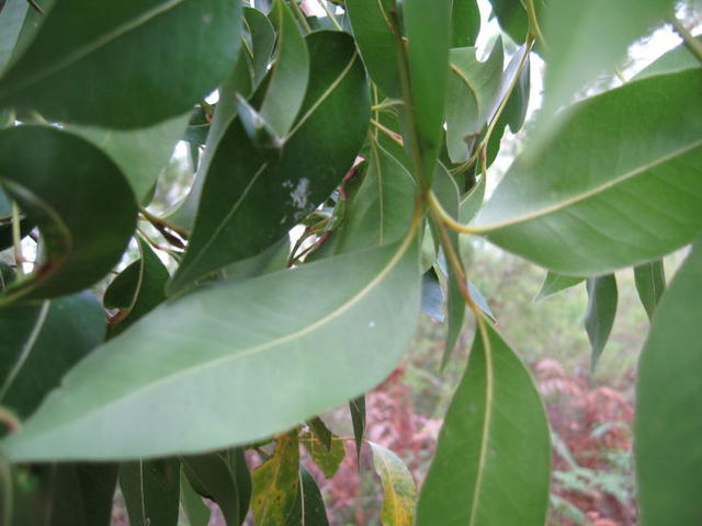 Endiandra sieberi leaf paler underneath