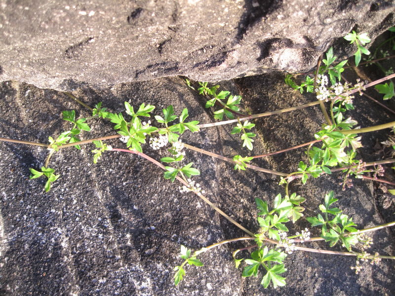 Apium prostratum ssp prostratum sprawling habit