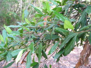 Elaeocarpus reticulatus branch