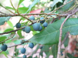 Elaeocarpus reticulatus - Blueberry Ash