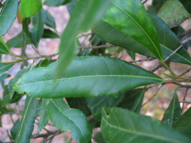 Elaeocarpus reticulatus leaf 