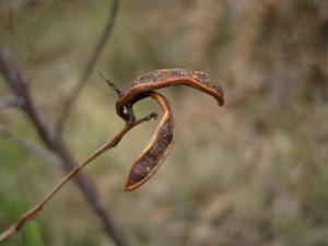 Acacia myrtifolia pods 