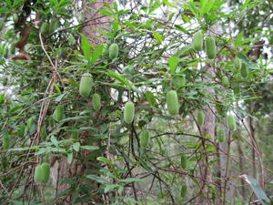 Billardiera scandens twining up a tree