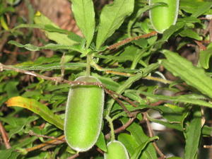 Billardiera scandens fruit