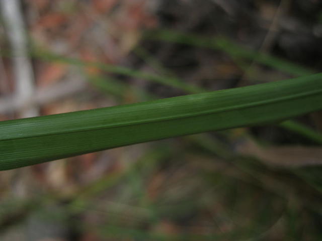 Gahnia aspera leaf underside