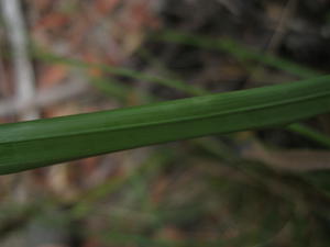 Gahnia aspera leaf underside