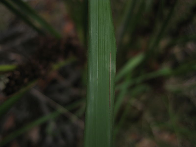 Gahnia aspera leaf