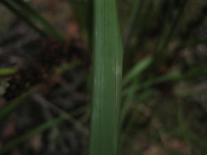 Gahnia aspera leaf