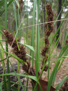 Gahnia aspera fruit