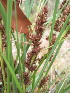 Gahnia aspera nuts