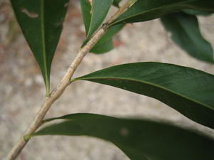 Callistemon salignus branchlet, cream and shiny