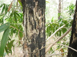 Callistemon salignus paper bark