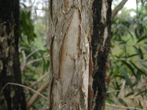 Callistemon salignus paper bark