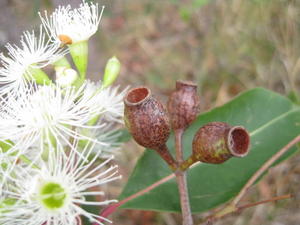 Corymbia gummifera fruit