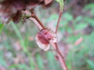 Dodonaea triquetra winged fruit.JPG