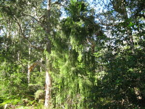 Exocarpus cupressiformis - Native Cherry