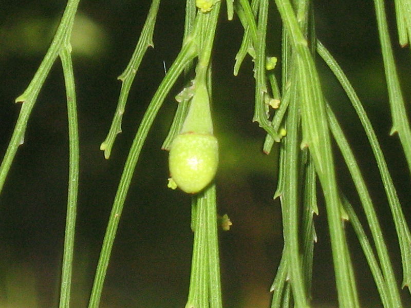 Exocarpus cupressiformis immature fruit