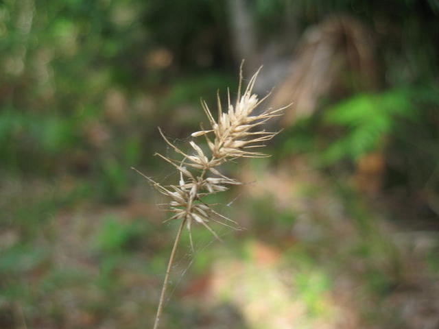 Echinopogon caespitosus dry seedhead