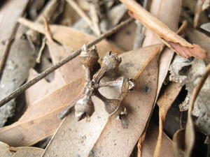 Eucalyptus amplifolia fruit