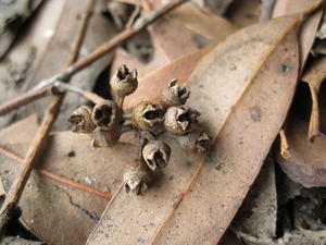 Eucalyptus amplifolia fruit with steeply ascending disk and strongly exserted valves