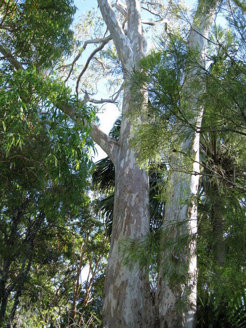 Eucalyptus tereticornis blotchy grey-cream trunk