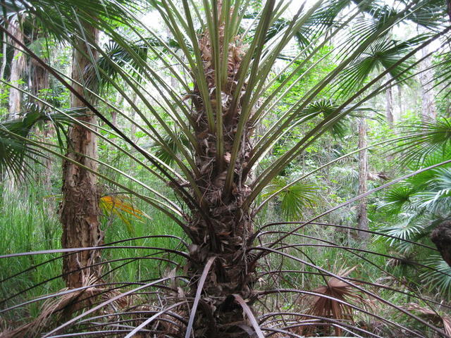 Livistona australis trunk