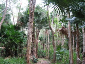 Livistona australis forest