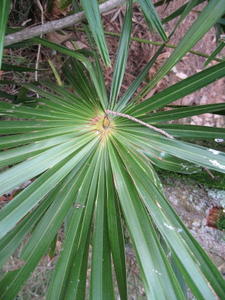 Livistona australis frond