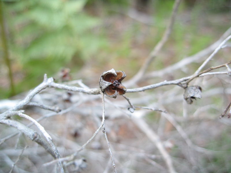 Leptospermum polygalifolia opened fruit