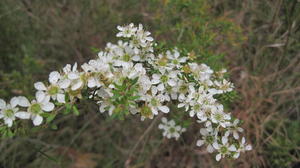 Leptospermum polygalifolium - Lemon Scented Tea Tree