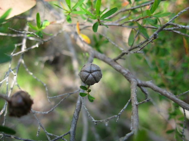 Leptospermum polygalifolium fruit 