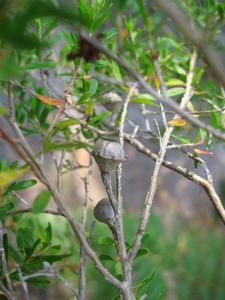 Leptospermum polygalifolium fruit