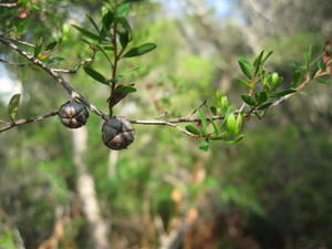 Leptospermum polygalifolium fruit